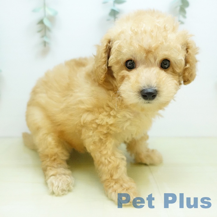 トイ・プードル