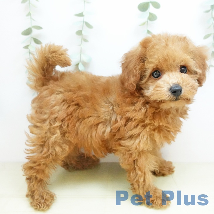 トイ・プードル