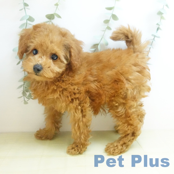 トイ・プードル