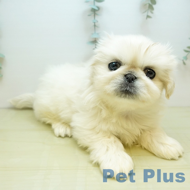 岡山県のペキニーズ (ペッツワン 岡山南店/2025年10月15日生まれ/男の子/クリーム)の子犬の1枚目の画像