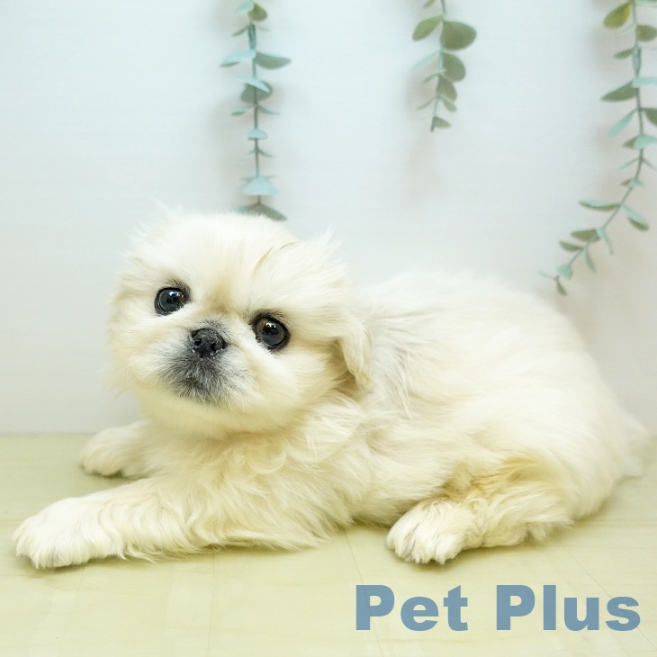 岡山県のペキニーズ (ペッツワン 岡山南店/2025年10月15日生まれ/男の子/クリーム)の子犬の2枚目の画像