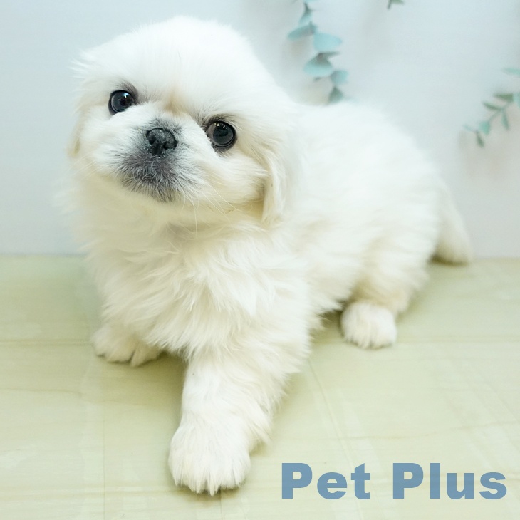 鳥取県のペキニーズ (ペッツワン 日吉津店/2025年10月15日生まれ/男の子/ホワイト)の子犬の1枚目の画像