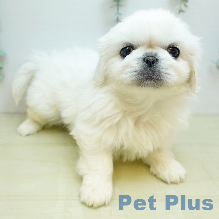 鳥取県のペキニーズ (ペッツワン 日吉津店/2025年10月15日生まれ/男の子/ホワイト)の子犬の2枚目の画像