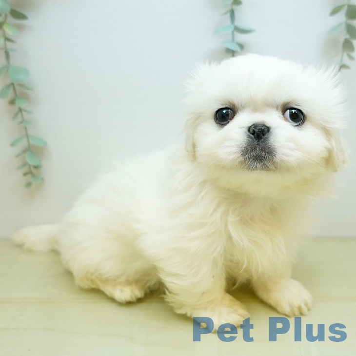 岡山県のペキニーズ (ペットプラス 岡山店/2025年10月15日生まれ/女の子/ホワイト)の子犬の1枚目の画像