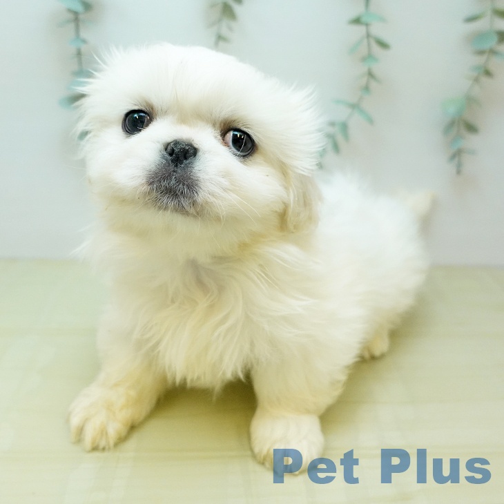 岡山県のペキニーズ (ペットプラス 岡山店/2025年10月15日生まれ/女の子/ホワイト)の子犬の2枚目の画像