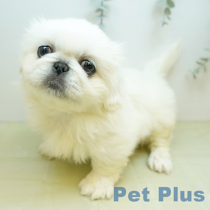 徳島県のペキニーズ (ペットプラス 徳島店/2025年10月15日生まれ/女の子/ホワイト)の子犬の1枚目の画像