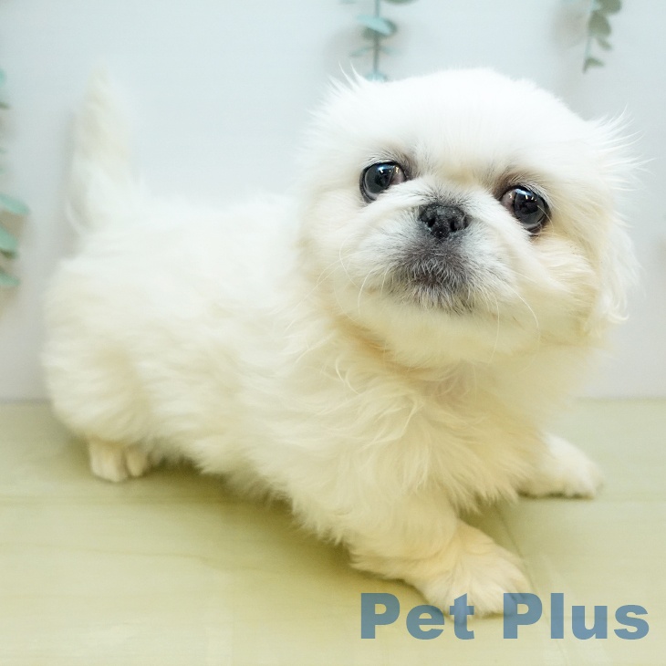 徳島県のペキニーズ (ペットプラス 徳島店/2025年10月15日生まれ/女の子/ホワイト)の子犬の2枚目の画像