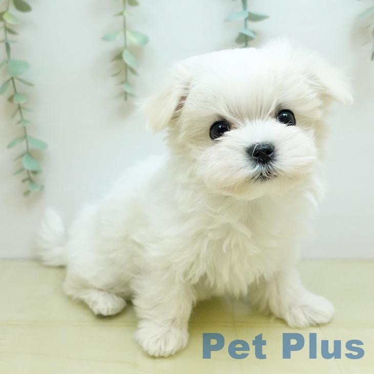 岡山県のマルチーズ (ペッツワン 岡山南店/2025年10月15日生まれ/女の子/ホワイト)の子犬の1枚目の画像