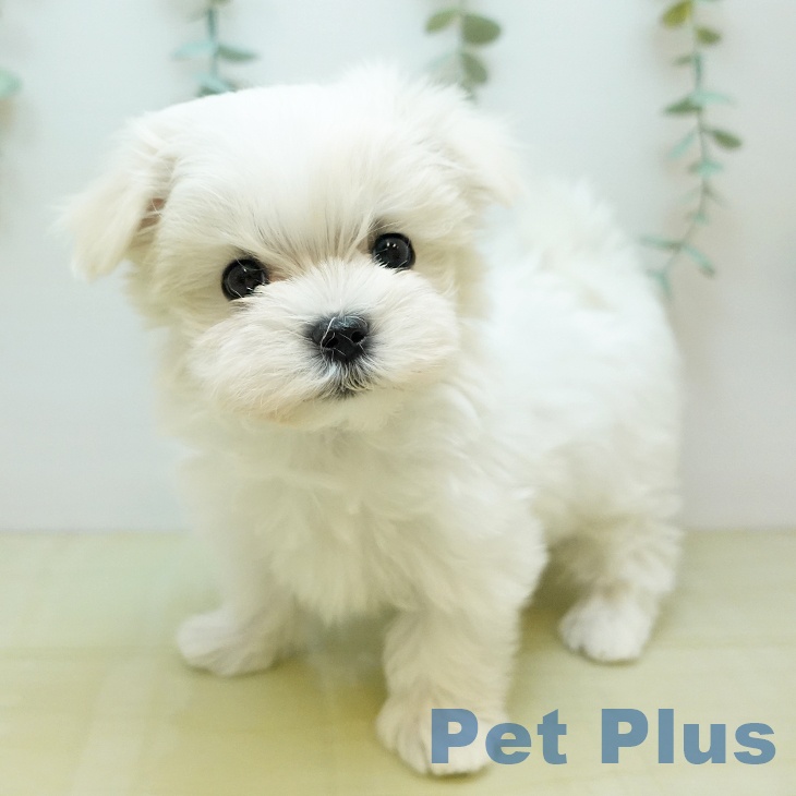 岡山県のマルチーズ (ペッツワン 岡山南店/2025年10月15日生まれ/女の子/ホワイト)の子犬の2枚目の画像