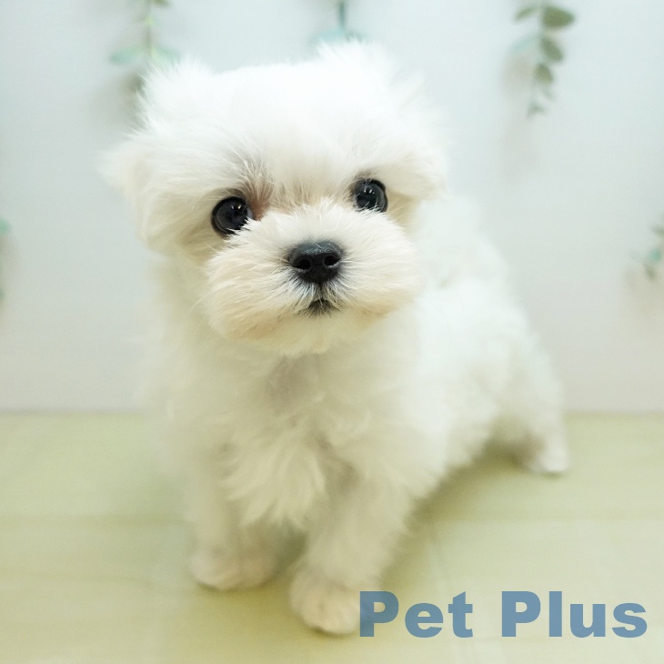 愛媛県のマルチーズ (ペットプラス 新居浜店/2025年10月15日生まれ/女の子/ホワイト)の子犬の1枚目の画像