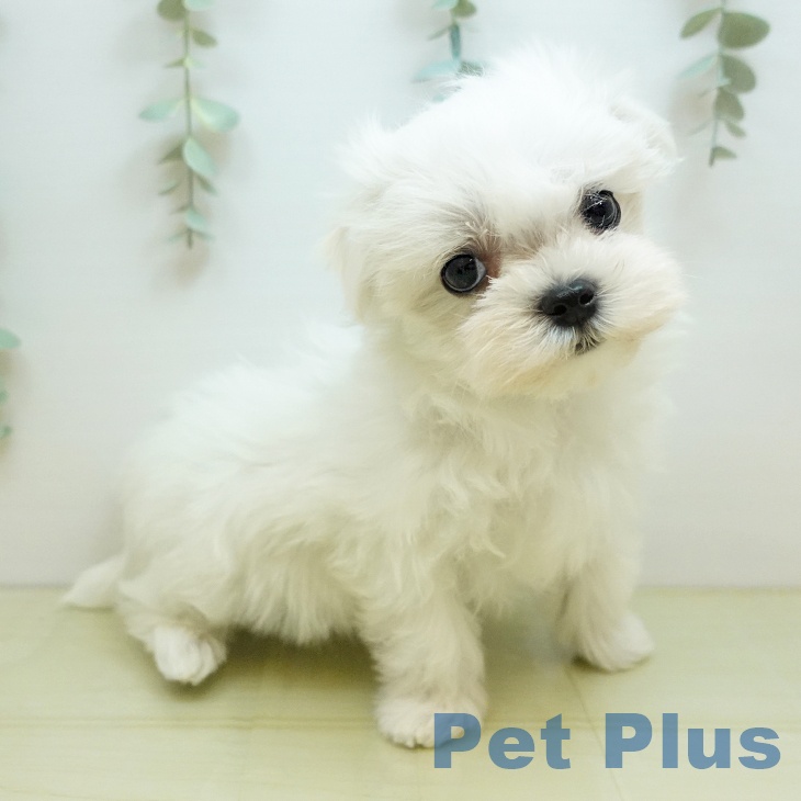 愛媛県のマルチーズ (ペットプラス 新居浜店/2025年10月15日生まれ/女の子/ホワイト)の子犬の2枚目の画像