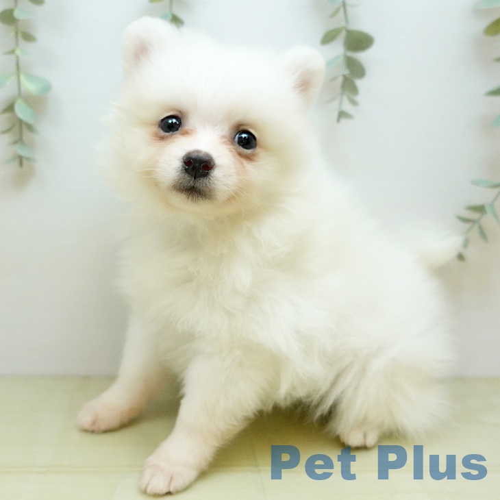 愛媛県のポメラニアン (ペットプラス 新居浜店/2025年10月14日生まれ/女の子/ホワイト)の子犬の1枚目の画像