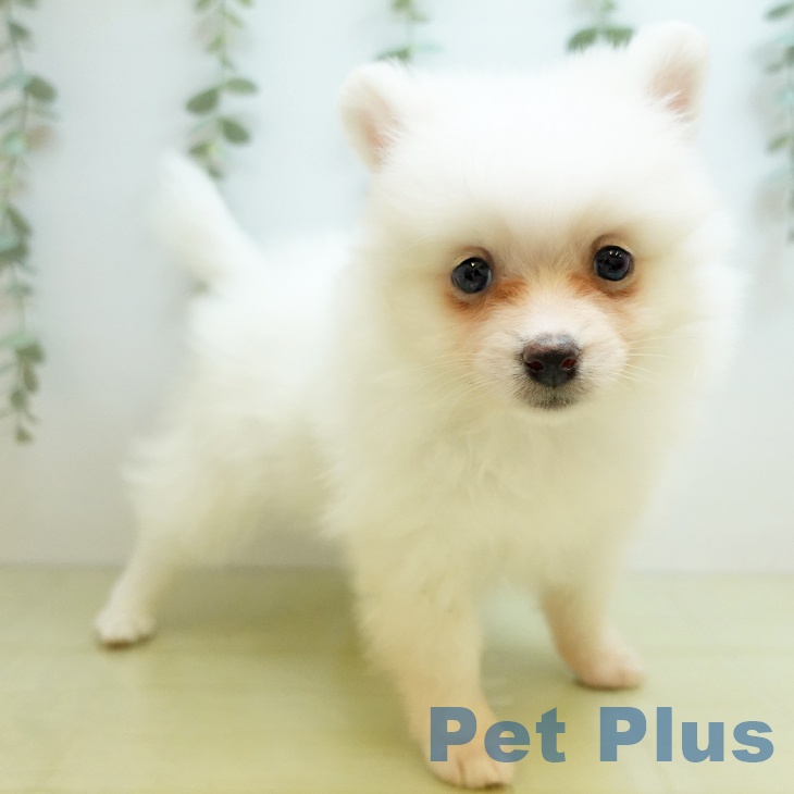 愛媛県のポメラニアン (ペットプラス 新居浜店/2025年10月14日生まれ/女の子/ホワイト)の子犬の2枚目の画像