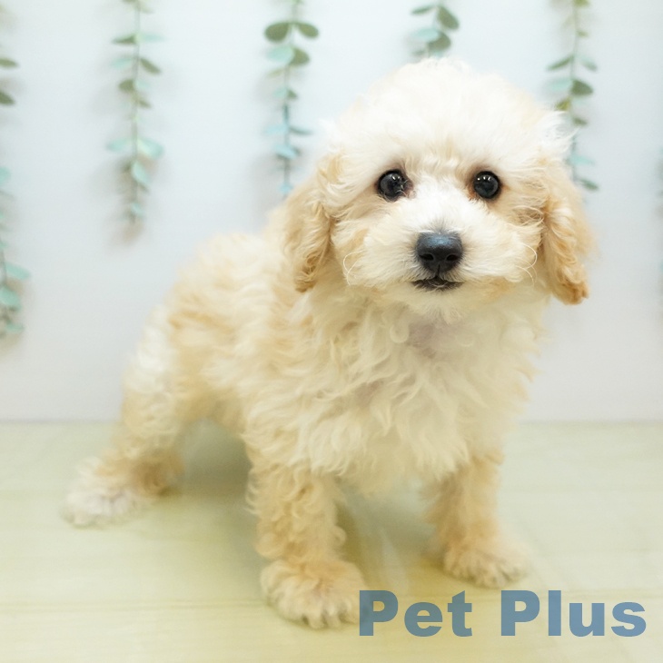 鳥取県のトイプードル(トイ) (ペッツワン 日吉津店/2025年10月9日生まれ/男の子/アプリコット)の子犬の1枚目の画像