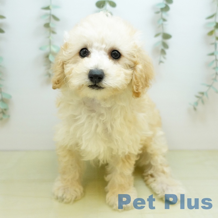 鳥取県のトイプードル(トイ) (ペッツワン 日吉津店/2025年10月9日生まれ/男の子/アプリコット)の子犬の2枚目の画像
