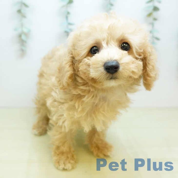 愛媛県のトイプードル(トイ) (ペットプラス 新居浜店/2025年10月9日生まれ/男の子/アプリコット)の子犬の1枚目の画像