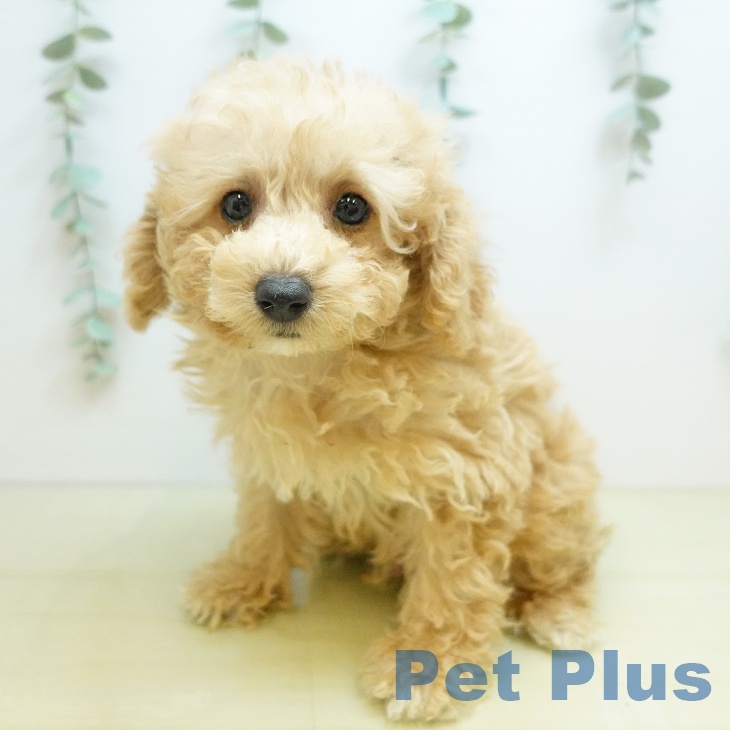 愛媛県のトイプードル(トイ) (ペットプラス 新居浜店/2025年10月9日生まれ/男の子/アプリコット)の子犬の2枚目の画像