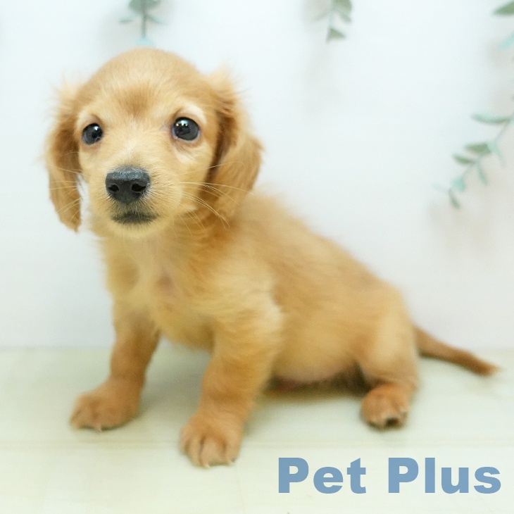 カニーンヘン・ダックスフンド