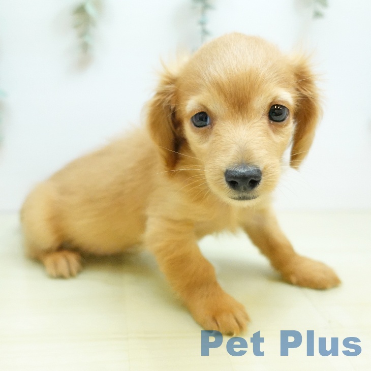 カニーンヘン・ダックスフンド