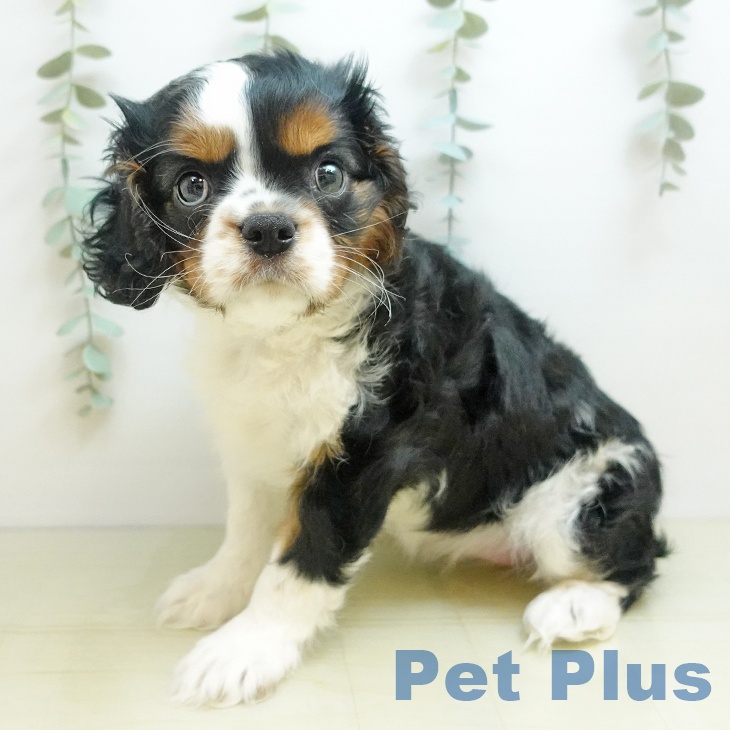 大阪府のキャバリアキングチャールズスパニエル (ペットプラス りんくう泉南店/2025年10月13日生まれ/女の子/トライカラー)の子犬の1枚目の画像