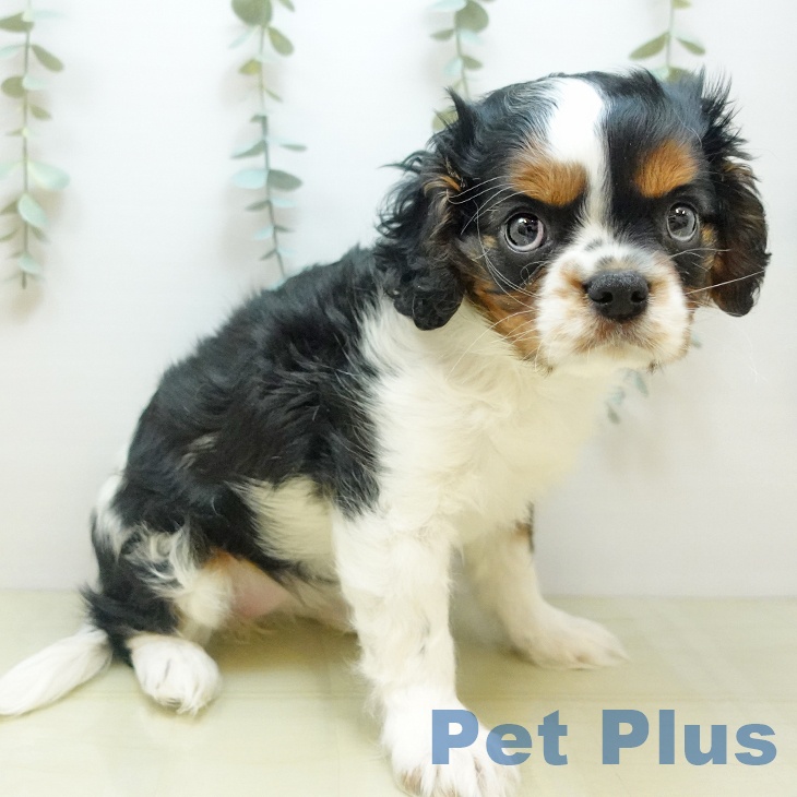 大阪府のキャバリアキングチャールズスパニエル (ペットプラス りんくう泉南店/2025年10月13日生まれ/女の子/トライカラー)の子犬の2枚目の画像