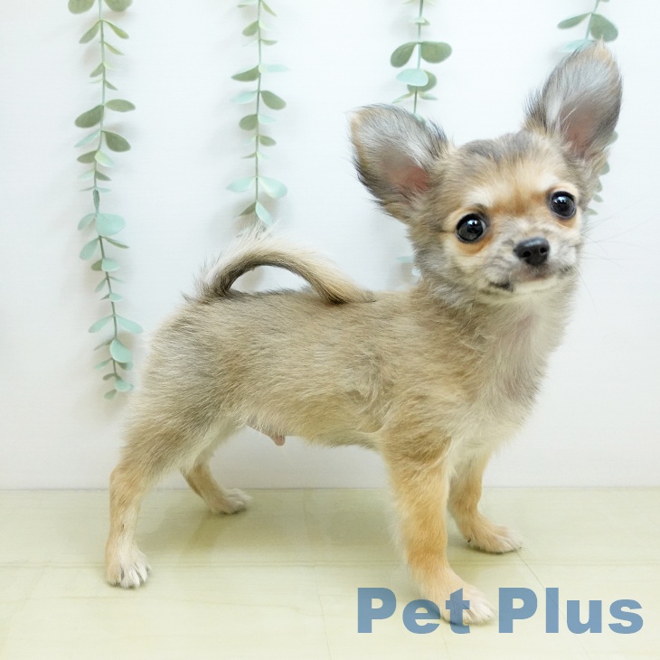 鳥取県のチワワ(ロング) (ペッツワン 日吉津店/2025年9月27日生まれ/男の子/フォーン)の子犬の1枚目の画像