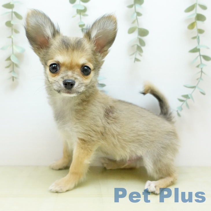 鳥取県のチワワ(ロング) (ペッツワン 日吉津店/2025年9月27日生まれ/男の子/フォーン)の子犬の2枚目の画像