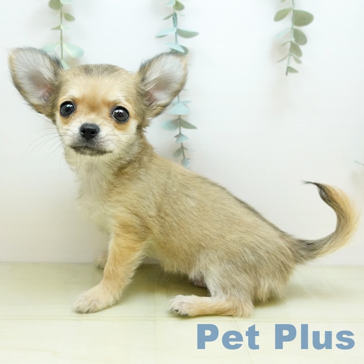 香川県のチワワ(ロング) (ペットプラス 綾川店/2025年9月27日生まれ/男の子/フォーン)の子犬の1枚目の画像