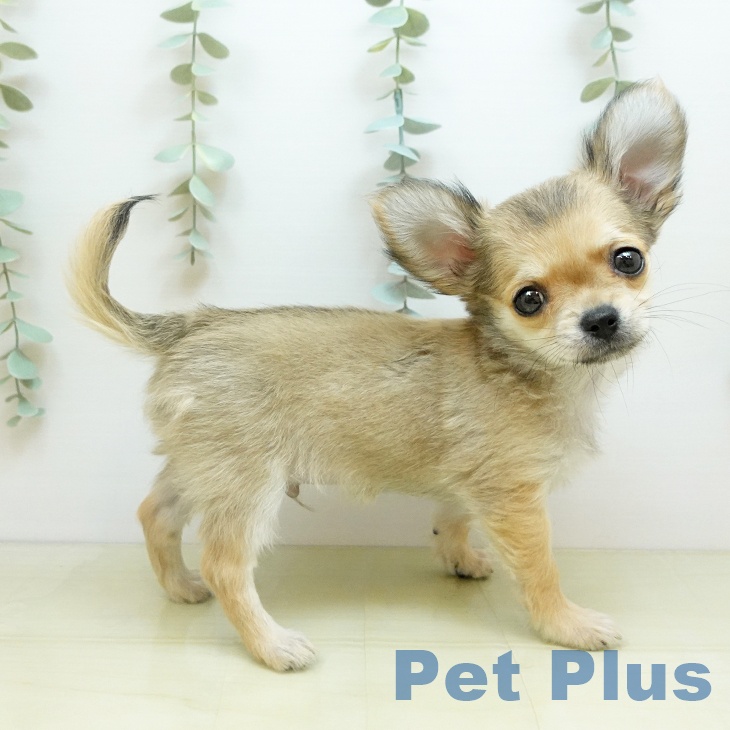 香川県のチワワ(ロング) (ペットプラス 綾川店/2025年9月27日生まれ/男の子/フォーン)の子犬の2枚目の画像
