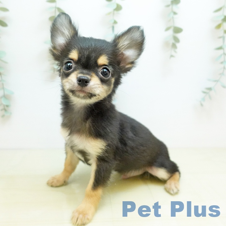香川県のチワワ(ロング) (ペットプラス 高松店/2025年9月27日生まれ/男の子/ブラックタン)の子犬の1枚目の画像