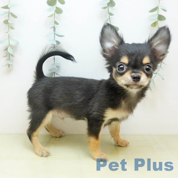 香川県のチワワ(ロング) (ペットプラス 高松店/2025年9月27日生まれ/男の子/ブラックタン)の子犬の2枚目の画像