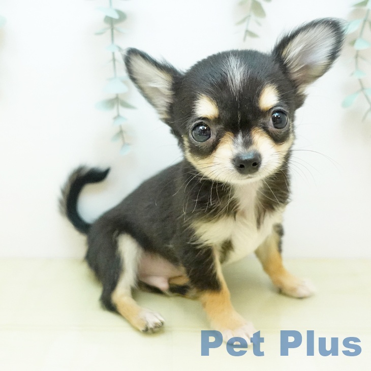 岡山県のチワワ(ロング) (ペットプラス 岡山店/2025年9月27日生まれ/男の子/トライカラー)の子犬の1枚目の画像