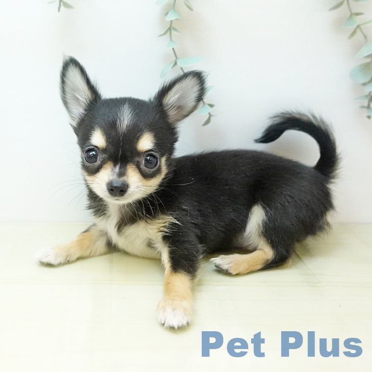 岡山県のチワワ(ロング) (ペットプラス 岡山店/2025年9月27日生まれ/男の子/トライカラー)の子犬の2枚目の画像
