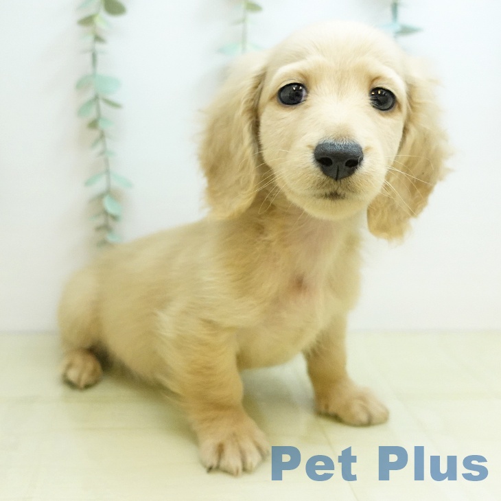 徳島県のミニチュアダックスフンド(ロング) (ペットプラス 徳島店/2025年10月15日生まれ/男の子/イエロー)の子犬