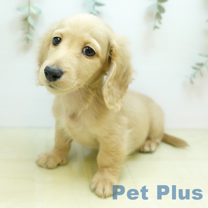 徳島県のミニチュアダックスフンド(ロング) (ペットプラス 徳島店/2025年10月15日生まれ/男の子/イエロー)の子犬の2枚目の画像