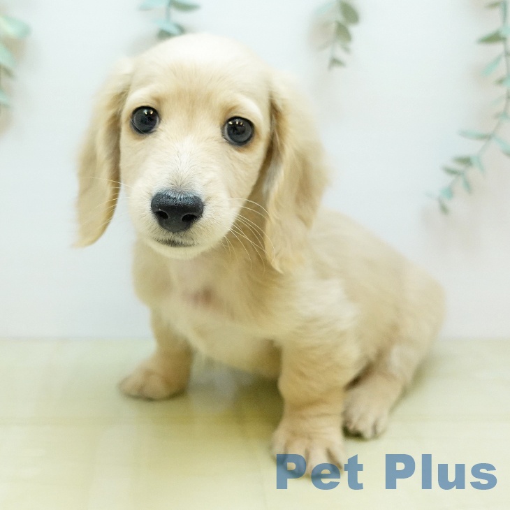 大阪府のミニチュアダックスフンド(ロング) (ペットプラス イオン大日店/2025年10月15日生まれ/男の子/イエロー)の子犬の1枚目の画像