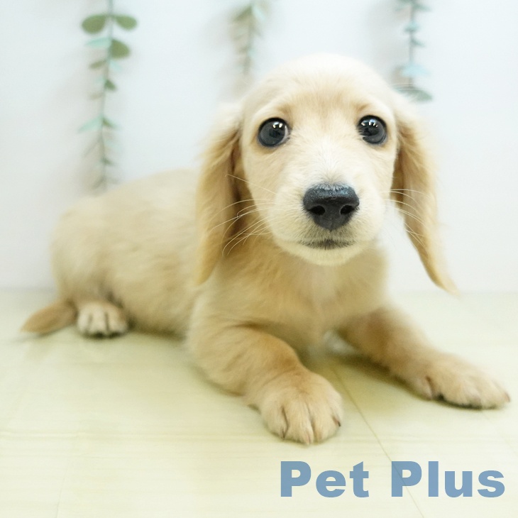 大阪府のミニチュアダックスフンド(ロング) (ペットプラス イオン大日店/2025年10月15日生まれ/男の子/イエロー)の子犬の2枚目の画像