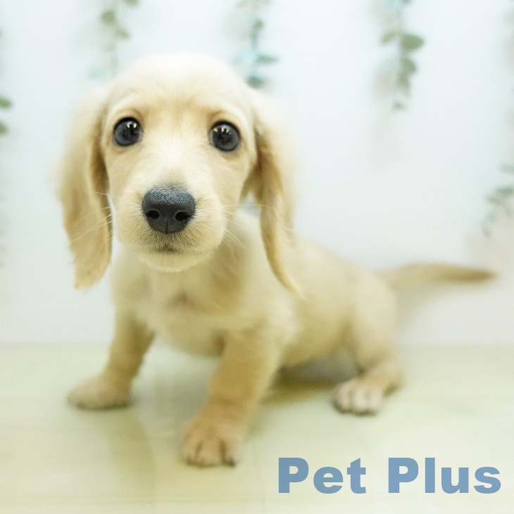 大阪府のミニチュアダックスフンド(ロング) (ペットプラス 鶴見店/2025年10月15日生まれ/男の子/イエロー)の子犬の1枚目の画像