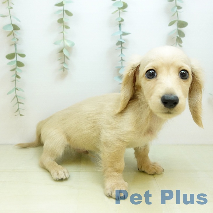 大阪府のミニチュアダックスフンド(ロング) (ペットプラス 鶴見店/2025年10月15日生まれ/男の子/イエロー)の子犬の2枚目の画像