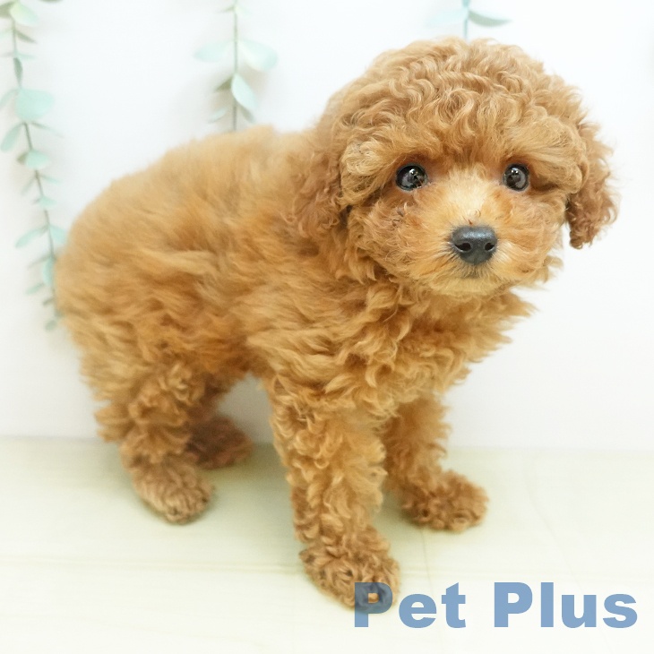 京都府のトイプードル(トイ) (ペットプラス イオンモールKYOTO店/2025年10月14日生まれ/女の子/アプリコット)の子犬の1枚目の画像