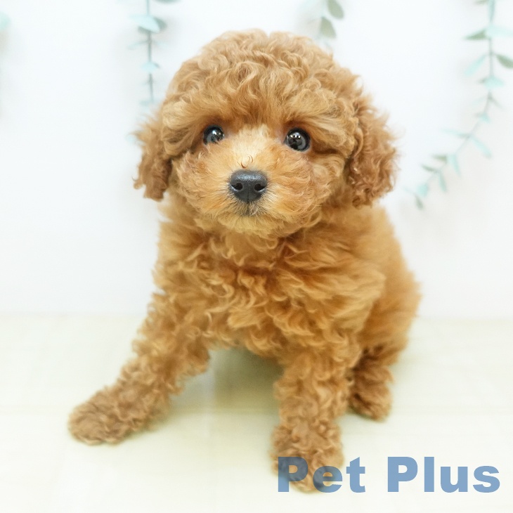 京都府のトイプードル(トイ) (ペットプラス イオンモールKYOTO店/2025年10月14日生まれ/女の子/アプリコット)の子犬の2枚目の画像
