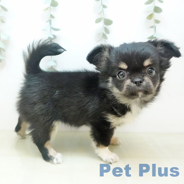 鳥取県のチワワ(ロング) (ペッツワン 日吉津店/2025年10月13日生まれ/女の子/ブラッククリーム)の子犬の1枚目の画像