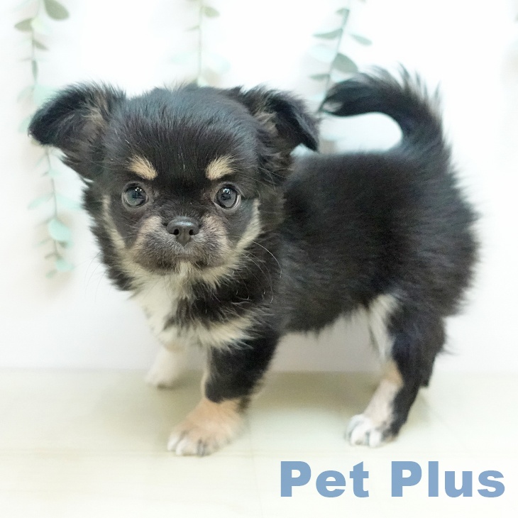 鳥取県のチワワ(ロング) (ペッツワン 日吉津店/2025年10月13日生まれ/女の子/ブラッククリーム)の子犬の2枚目の画像