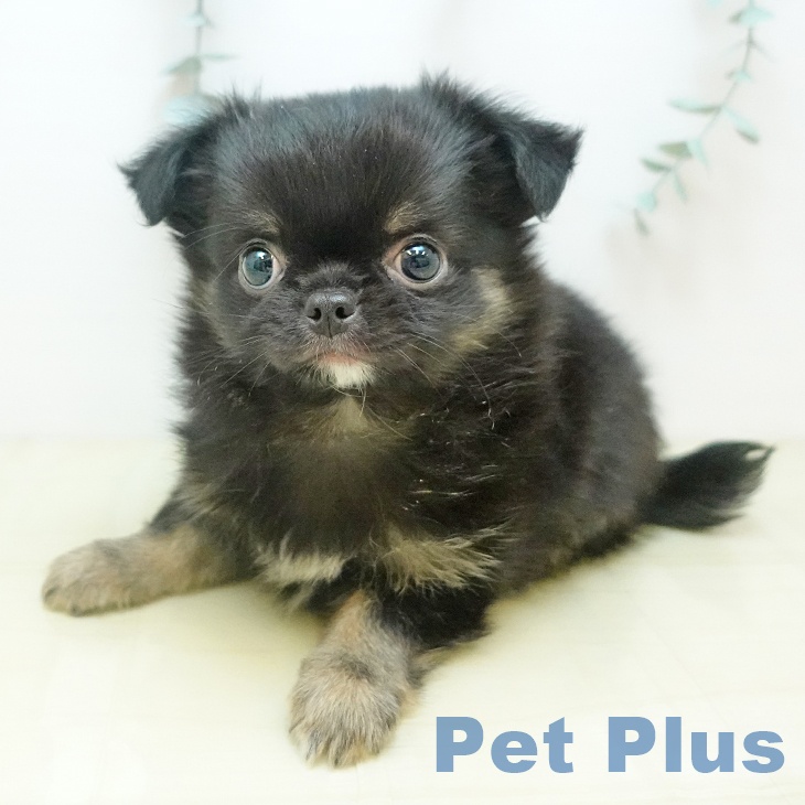 香川県のチワワ(ロング) (ペットプラス 綾川店/2025年10月17日生まれ/男の子/ブラックタン)の子犬の1枚目の画像