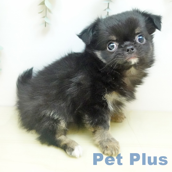 香川県のチワワ(ロング) (ペットプラス 綾川店/2025年10月17日生まれ/男の子/ブラックタン)の子犬の2枚目の画像