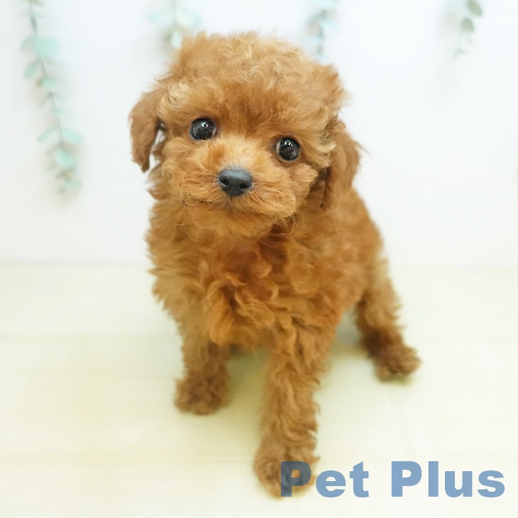 香川県のトイプードル(トイ) (ペットプラス 高松店/2025年10月13日生まれ/男の子/レッド)の子犬の1枚目の画像