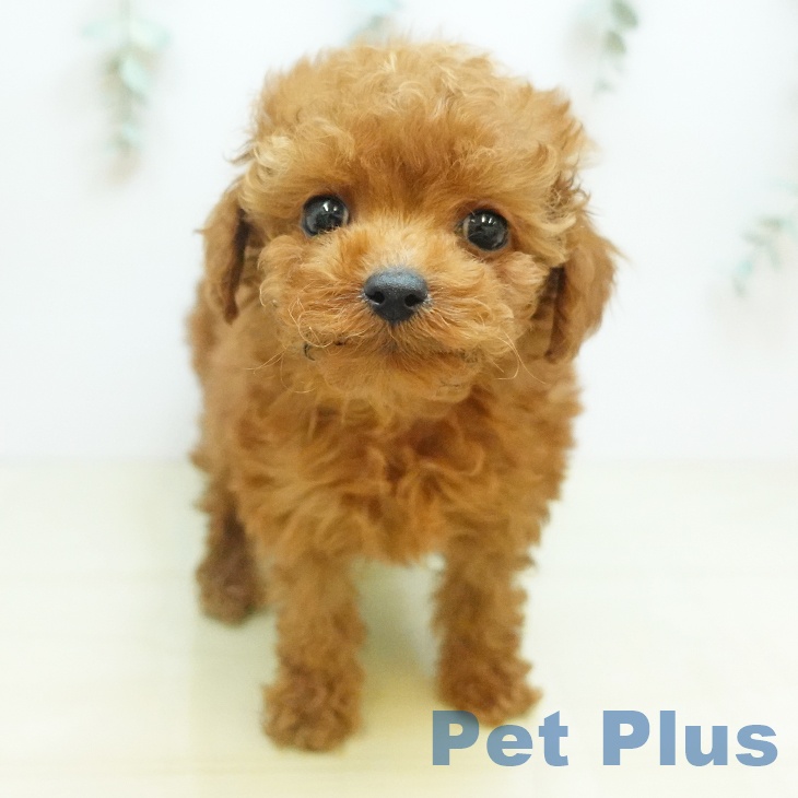 香川県のトイプードル(トイ) (ペットプラス 高松店/2025年10月13日生まれ/男の子/レッド)の子犬の2枚目の画像