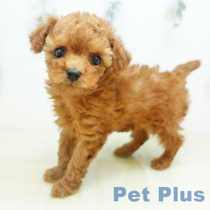大阪府のトイプードル(トイ) (ペットプラス イオン大日店/2025年10月17日生まれ/女の子/レッド)の子犬の1枚目の画像