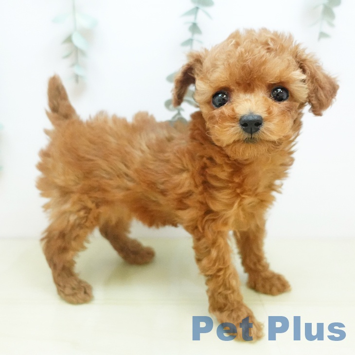 大阪府のトイプードル(トイ) (ペットプラス イオン大日店/2025年10月17日生まれ/女の子/レッド)の子犬の2枚目の画像