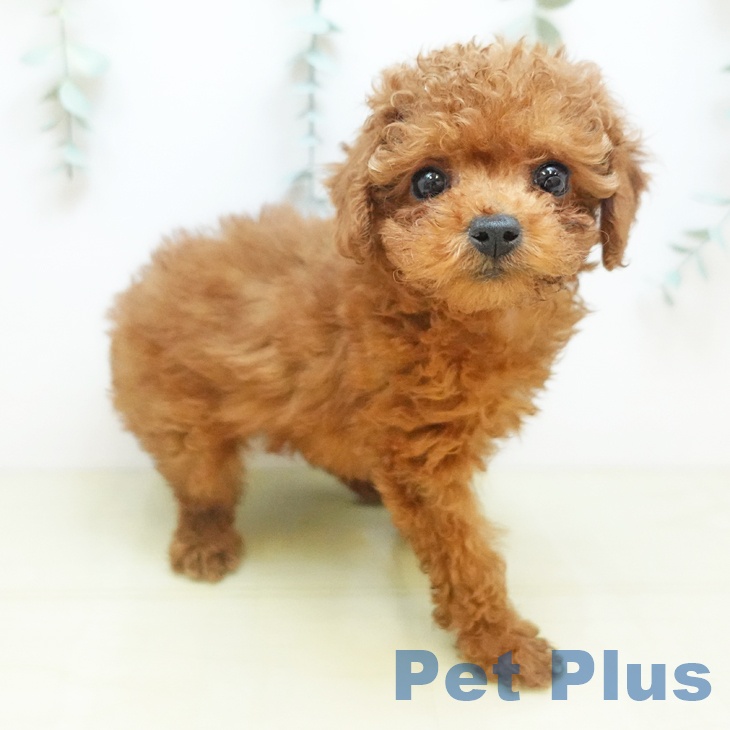 愛媛県のトイプードル(トイ) (ペットプラス 新居浜店/2025年10月14日生まれ/男の子/レッド)の子犬の1枚目の画像